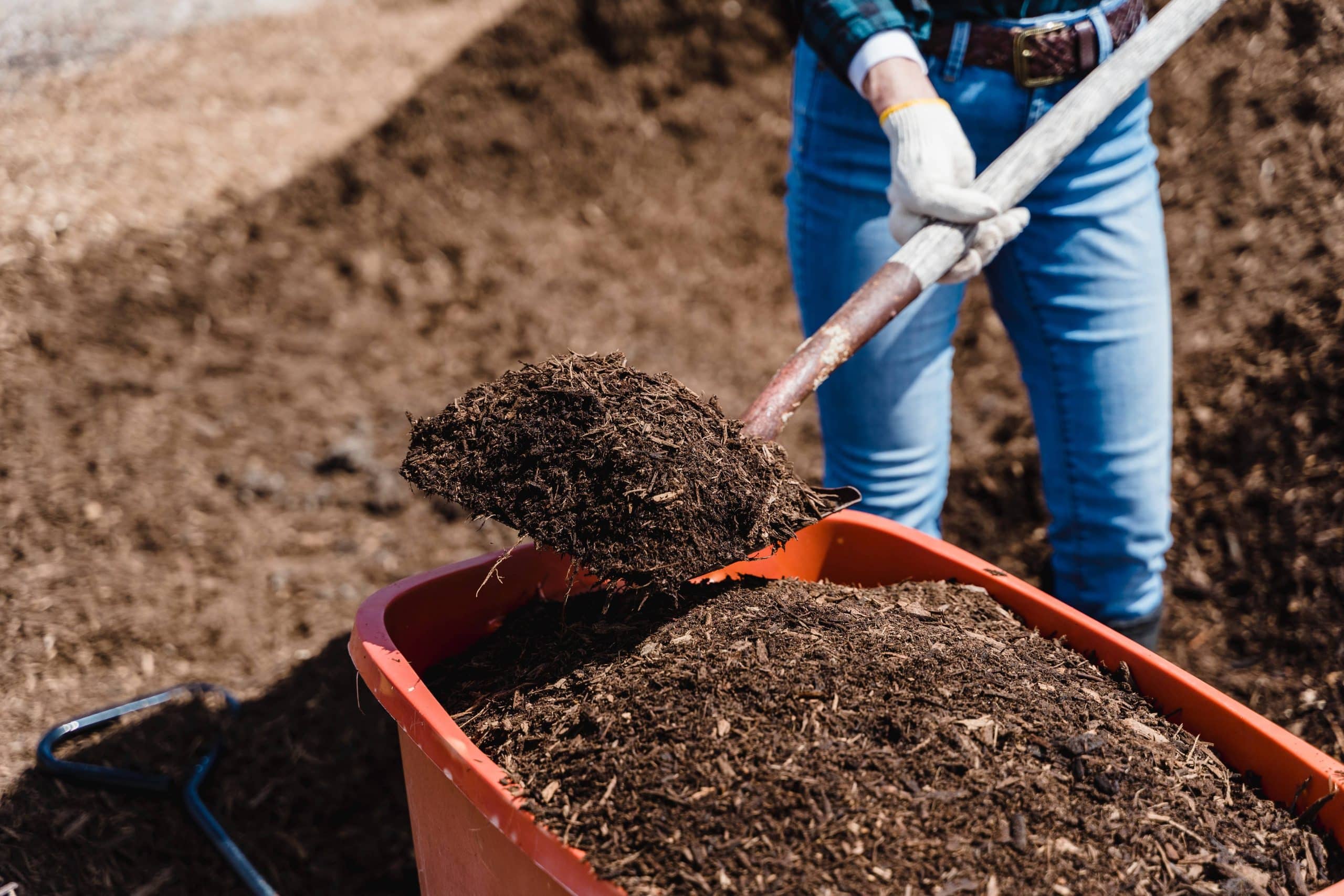 Quels sont les vers du compost ?